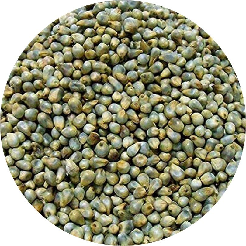Hybrid Bajra (Pearl Millet) - Shourya